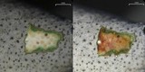 Dermatocarpon moulinsii image