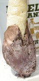 Phallus hadriani image