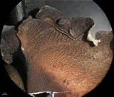 Dermatocarpon reticulatum image