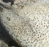 Dermatocarpon reticulatum image