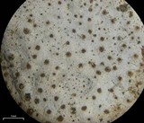 Dermatocarpon reticulatum image
