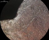 Dermatocarpon reticulatum image