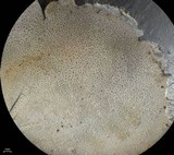 Dermatocarpon reticulatum image
