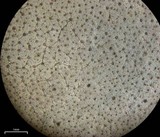 Dermatocarpon reticulatum image