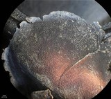 Dermatocarpon reticulatum image