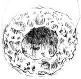 Phallus hadriani image