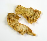 Pycnoporellus alboluteus image