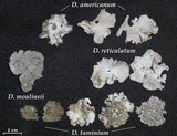 Dermatocarpon americanum image