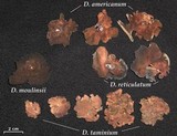 Dermatocarpon americanum image