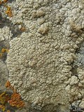 Lobothallia alphoplaca image