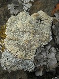 Lobothallia alphoplaca image