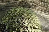 Flavopunctelia soredica image