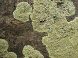 Lecanora novomexicana image