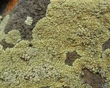 Lecanora novomexicana image