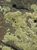 Lecanora novomexicana image
