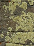 Lecanora novomexicana image