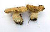 Lactarius scrobiculatus image