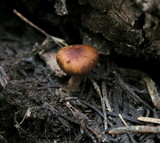 Rhodocybe nitellina image