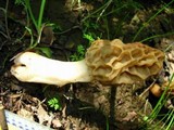 Morchella americana image