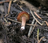 Rhodocybe nitellina image