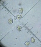 Mycena galericulata image