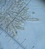 Mycena galericulata image