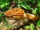 Morchella americana image