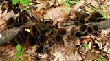 Urnula craterium image