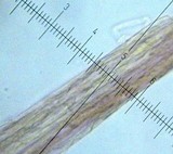 Mycena galericulata image