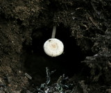Ripartites tricholoma image