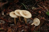 Clitocybe elegantula image