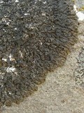 Melanelia tominii image