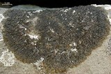 Melanelia tominii image