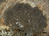 Melanelia tominii image