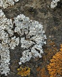 Physcia caesia image
