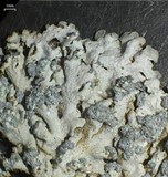 Physcia caesia image