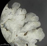 Physcia caesia image