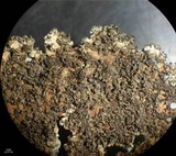 Physcia caesia image