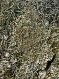 Physconia muscigena image