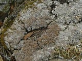 Physconia muscigena image