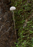 Mycena cystidiosa image