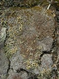 Physconia muscigena image