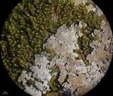 Physconia muscigena image