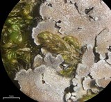 Physconia muscigena image