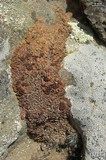 Psora pseudorussellii image