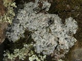 Punctelia graminicola image