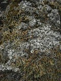 Punctelia graminicola image