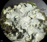 Punctelia graminicola image
