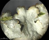 Punctelia graminicola image
