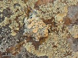 Rhizoplaca chrysoleuca image